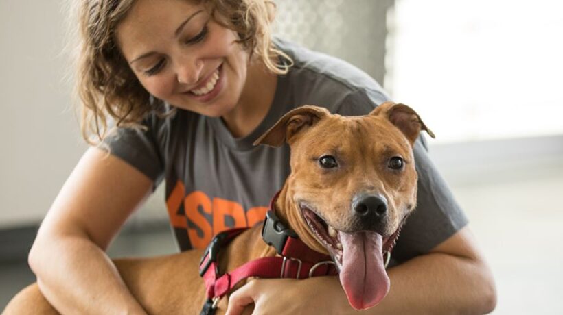 Adopting a Pet: What You Need to Know, Legally and Beyond