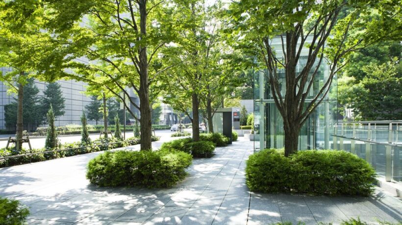 How Arborists Shape Healthy Urban Landscapes