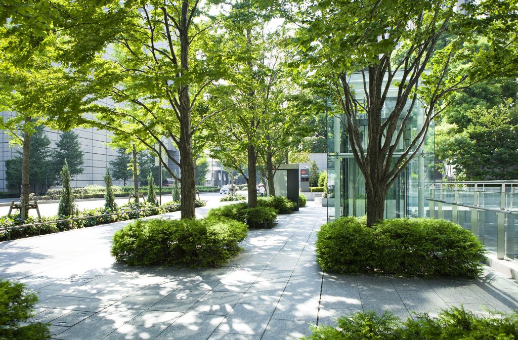 The Role of Arborists in Urban Settings